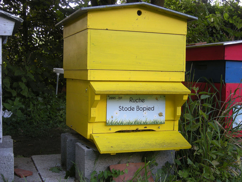 La ruche Stode Bopied